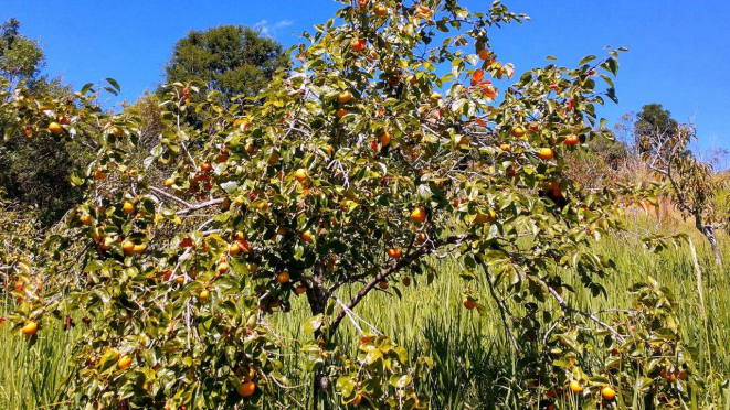 Caquizeiro carregado lá no latifúndio. Clima foi favorável à safra deste ano.