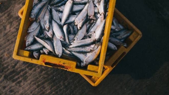 Pesca artesanal e aproveitamento integral do peixe fazem parte da transformação pela gastronomia. Foto: Pixabay