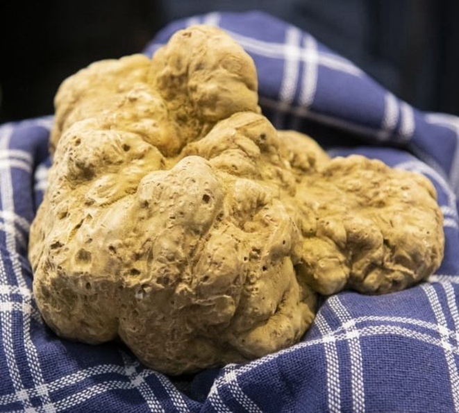 O evento acontece, de 9 de outubro a 5 de dezembro, em Alba