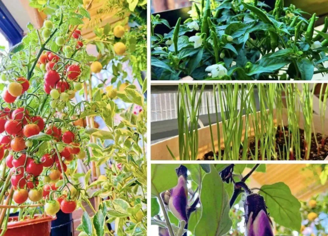 No canto escolhido, no jardim, na sacada entre comestíveis e não comestíveis, o cultivo urbano democrático soma perfumes, colore a casa, invade a mesa com o melhor e mais fresco sabor