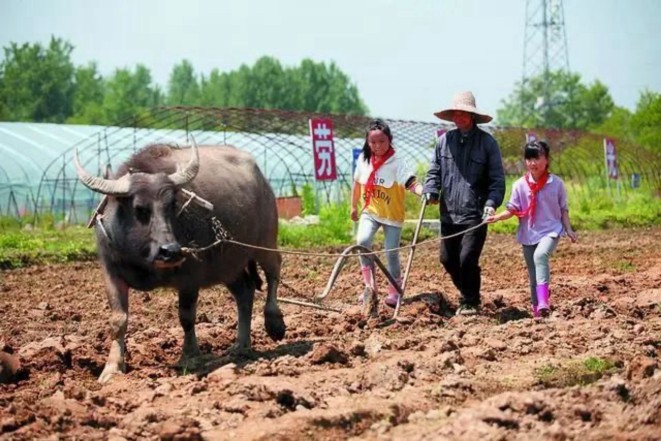 Os alunos do ensino fundamental experimentam a cultura agrícola em atividades sociais integradas as praticas culturais