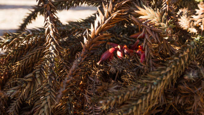 Grimpas empilhadas, pinhões por cima e aí é só acender o fósforo e aguardar pelo saboroso resultado.