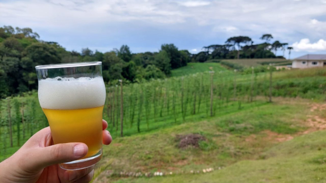 Notas herbais e cítricas com um toque refrescante são as características da cerveja feita com o lúpulo da propriedade de Josimar Cubis.