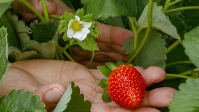Plantações de morango no Norte Pioneiro são destaque nacional.