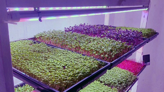 As bandejas com os microverdes, em ambiente interno, com controle de iluminação, umidade e temperatura.