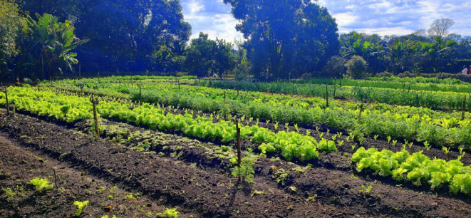 A horta do Bourbon Foz, suprindo todas as necessidades das cozinhas do hotel. | Foto: Anacreon de Téos