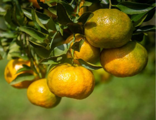 Ponkan de Cerro Azul. Crédito: Reprodução/Sebrae-PR.