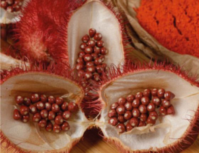 Urucum de Paranacity. Crédito: Reprodução/Sebrae-PR.