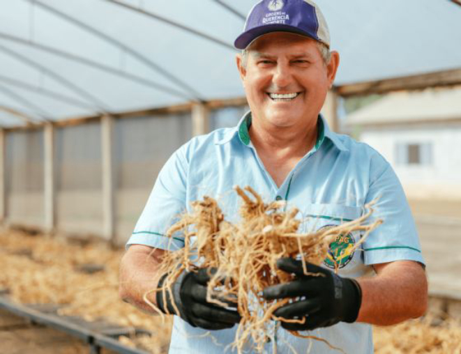 Misael Nobre, produtor de ginseng de Querência do Norte. Crédito: Reprodução/Check Films/Sebrae-PR.