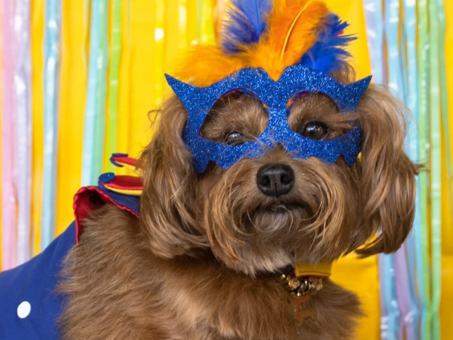 Cãonarvald a Ué Pet Café. Crédito: divulgação