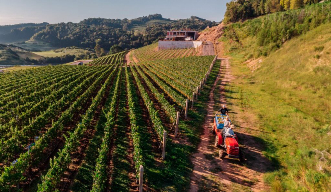 Um dos vinhedos da Bodega Iribarrem, em Bento Gonçalves (RS). | Foto: Divulgação