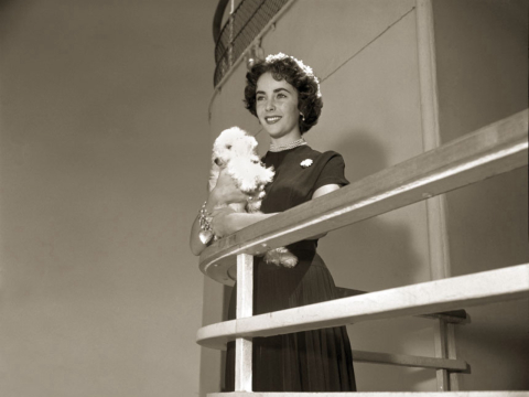 Conheça o único navio “pet friendly” no mundo