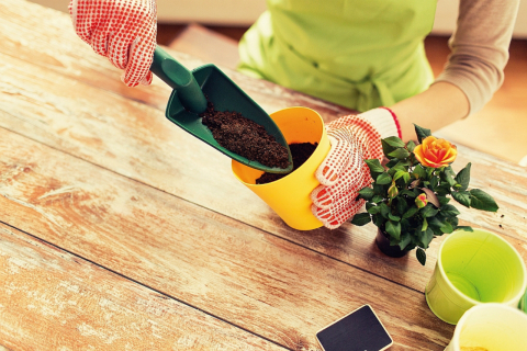 10 plantas para ter em casa