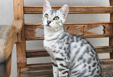 Exposição terá 116 gatos de diferentes raças neste fim de semana