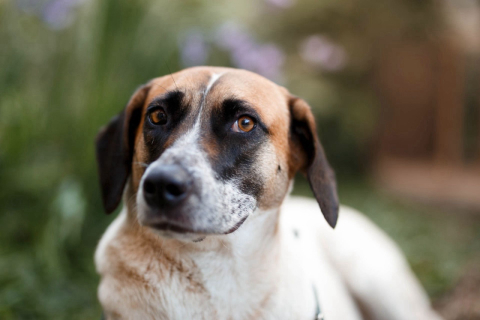 Rifa em prol de vira-lata atropelada tem árvore frutífera como prêmio