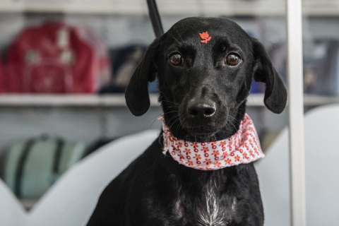 A história de Laila, uma vira-latas de Carambeí que adotou seus tutores