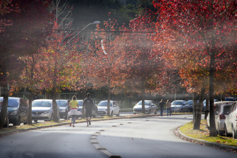 “Rua do outono” e mais: saiba onde ver as flores de frio em Curitiba