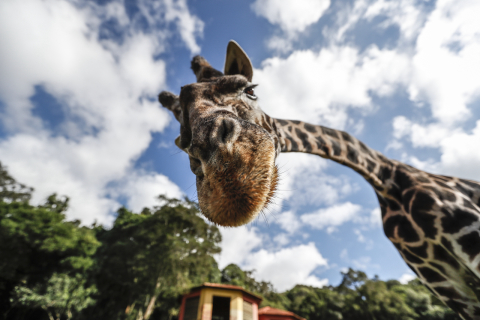 Zoológico de Curitiba reabre em formato drive-thru; conheça as atrações
