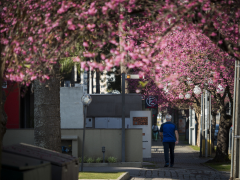 Últimos dias: três lugares para ver a florada das cerejeiras em Curitiba