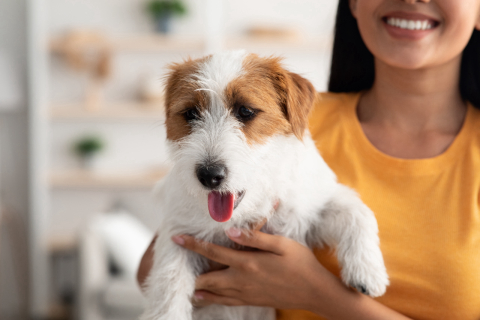 Adoção de pets no Brasil teve um aumento de 400%. Saiba como adotar em Curitiba