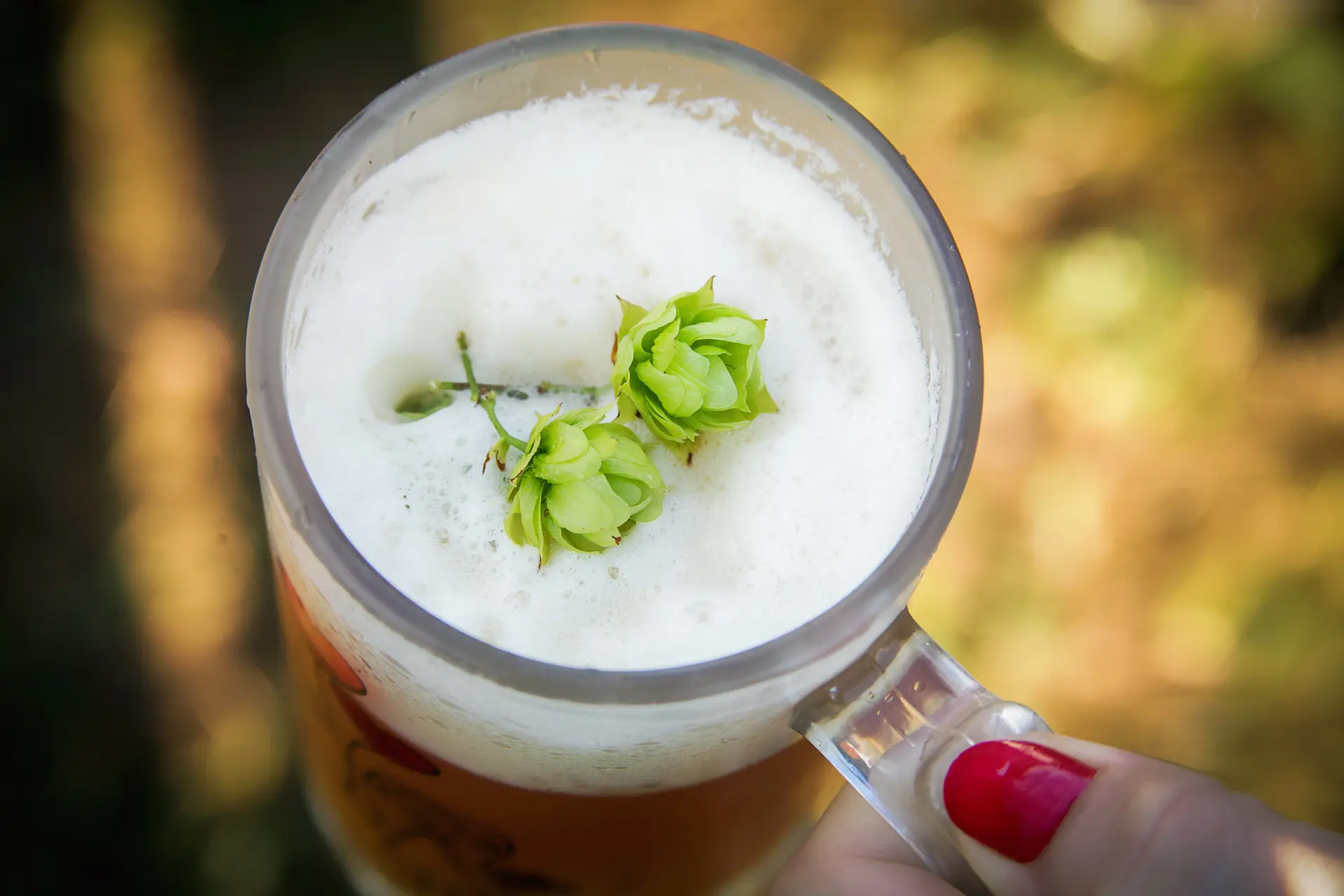 Concurso Latino de Cervejas Lupuladas tem categoria para lúpulo nacional