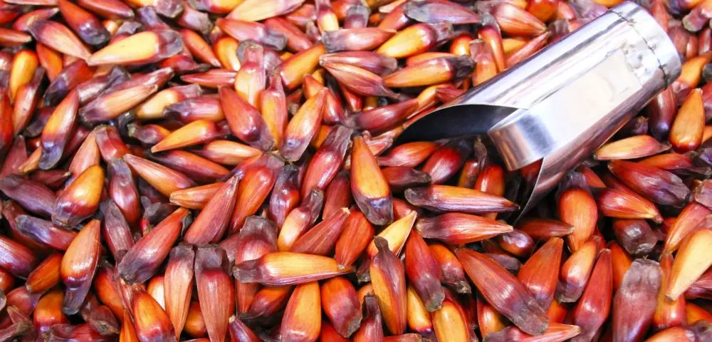 O que fazer com pinhão?