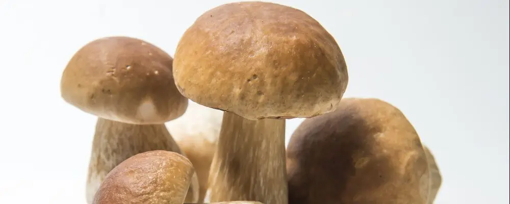 Brasil tem cogumelos porcini frescos e vêm de Santa Catarina