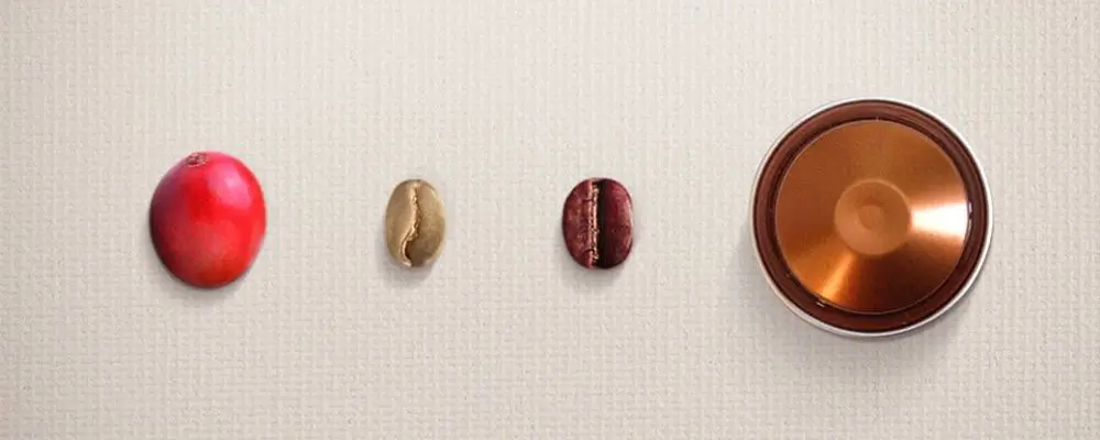 Do pé à cápsula: o percurso do café até chegar à xícara