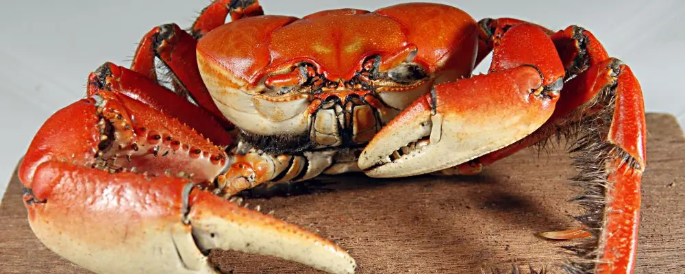 Festival do caranguejo começa na sexta-feira no litoral do Paraná