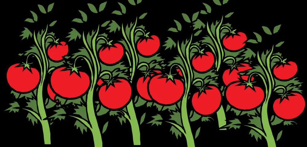 Os alimentos que você sempre chamou de verdura mas são frutos