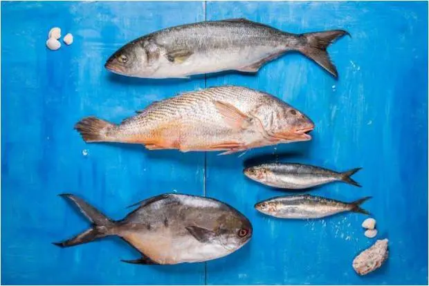 Peixes de inverno: confira quais são e dicas de preparo