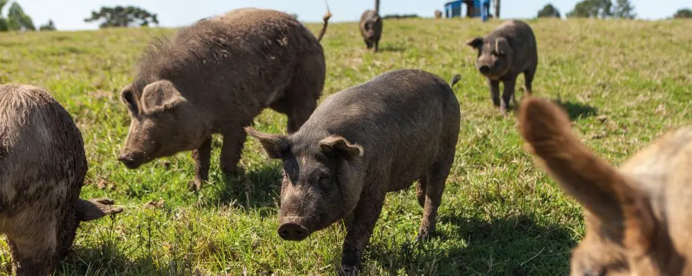 Com carne macia e saborosa, porco paranaense é o novo xodó dos chefs