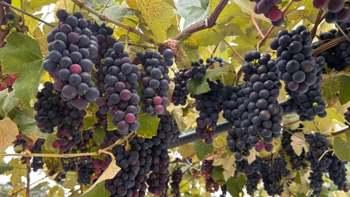Hotel vinícola oferece atividade de colheita de uvas para visitantes