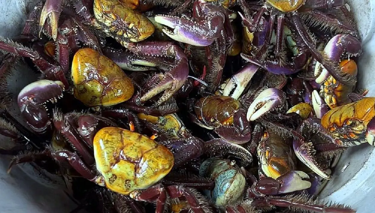 Caranguejo para fazer em casa? Na Peixaria Tatiana tem