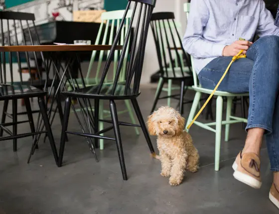 Quatro patas bem-vindas: indique seu estabelecimento pet friendly favorito de Curitiba