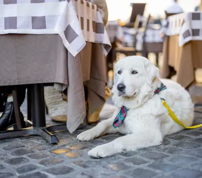 Vote no seu preferido: estabelecimentos pet friendly que transformam a experiência gastronômica