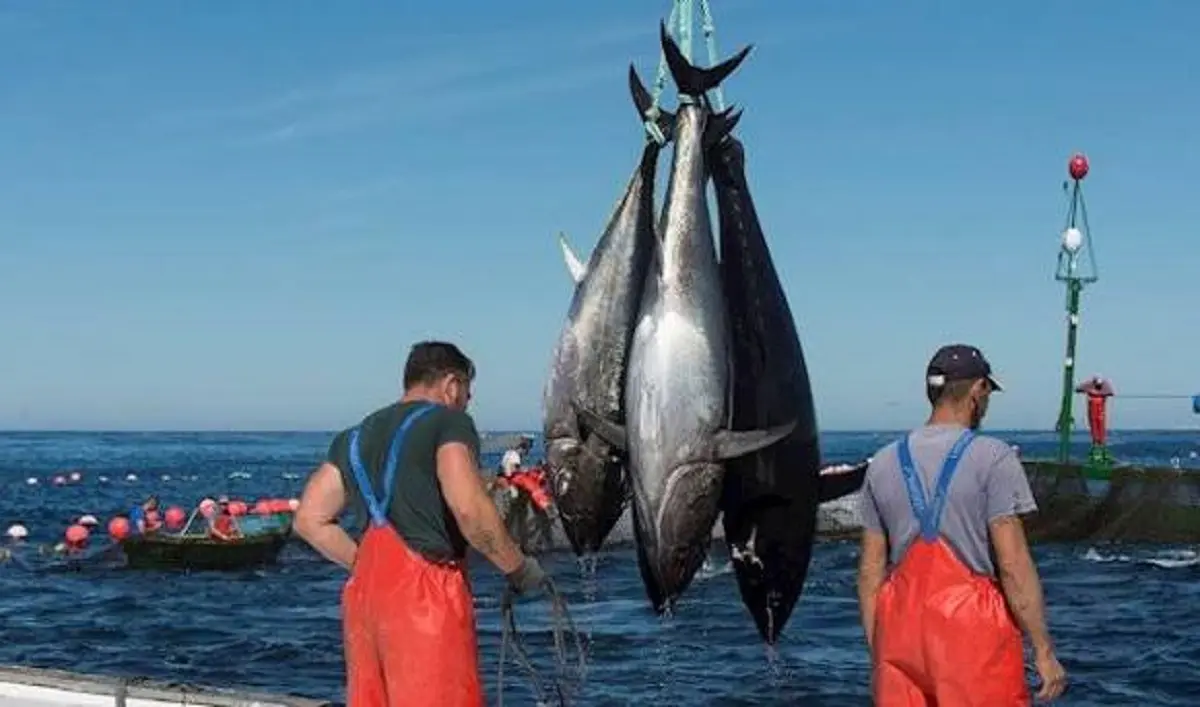 Kaitai, a cerimônia para abrir e separar cortes de um atum de 100 kg no salão do Ichigo
