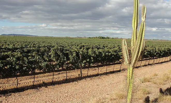 Região será a primeira em todo o mundo a ter vinhos tropicais. Foto: Divulgação/Embrapa