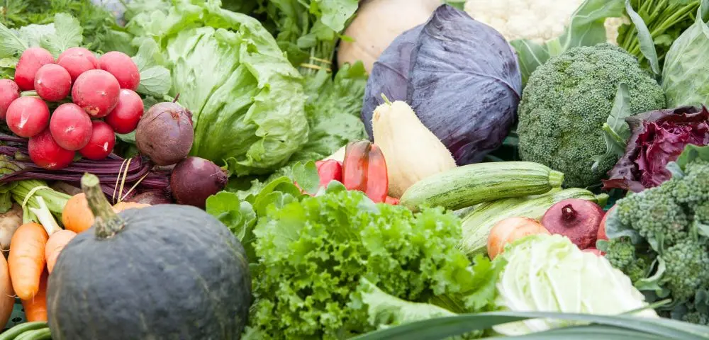 Hortifruti: do campo à feira
