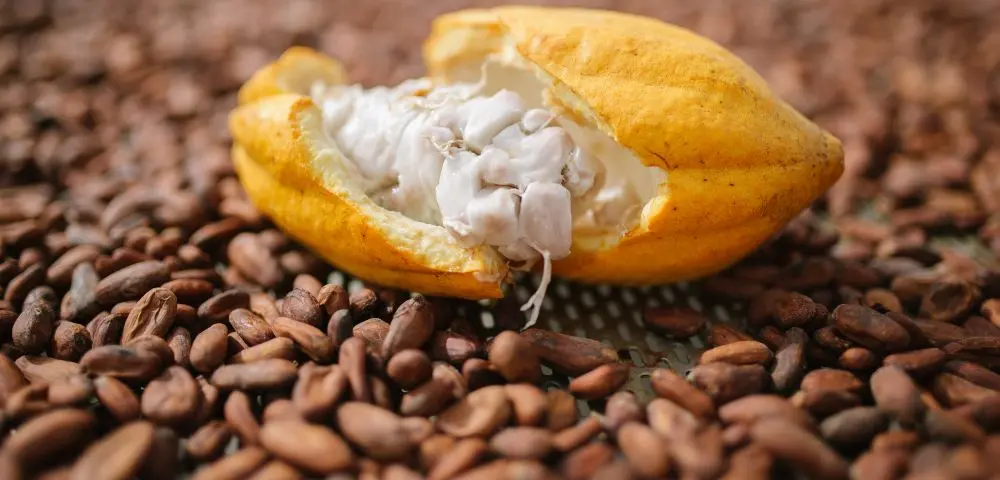 Sim, nós temos chocolate bom