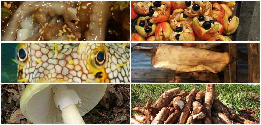 Seis alimentos que podem te matar
