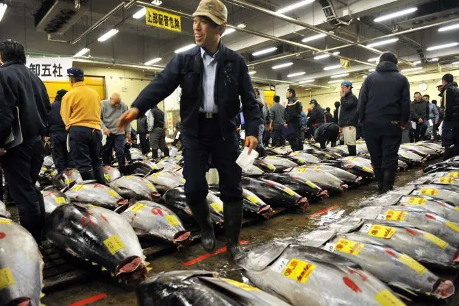 Restaurateur japonês paga R$ 2.365 pelo quilo de atum