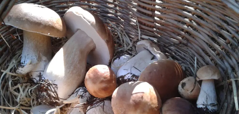 Cogumelo porcini cresce em fazenda de SC