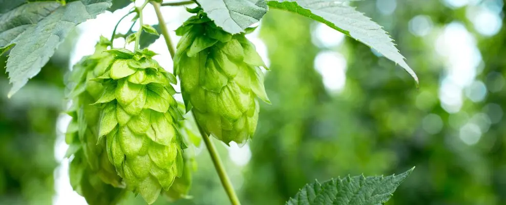 O lúpulo brasileiro existe e já tem cerveja produzida com ele