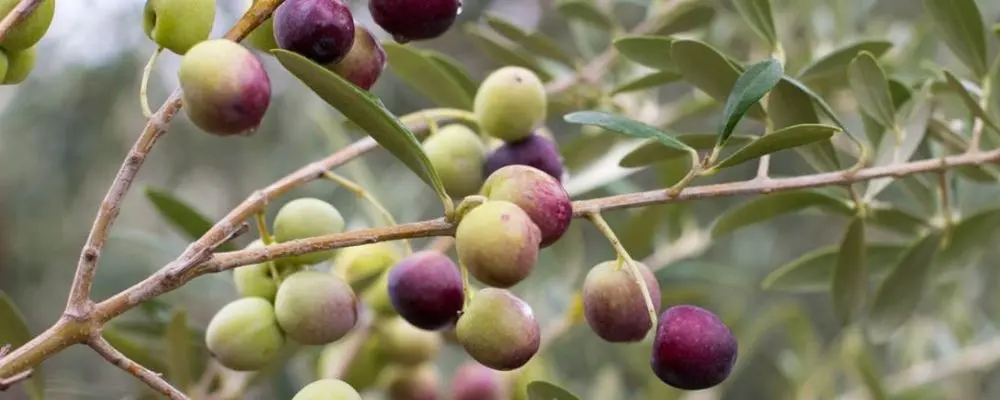 Brasil tem produção de azeite de oliva pequena, mas premiada no mundo