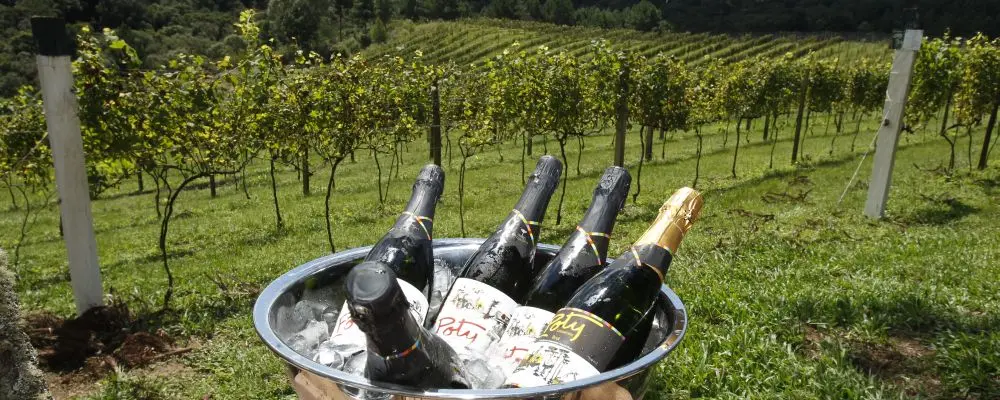 Rota do Vinho: lei recém-sancionada esquece municípios e será alterada
