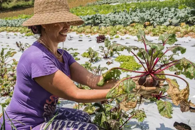 O projeto de cultura alimentar da Graciosa conta com produtores de quatro cidades pelas quais a estrada passa. Foto: Divulgação.