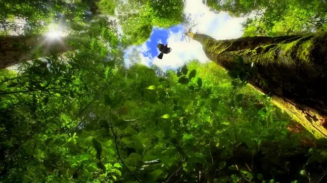 A pesquisa de Jeferson Straatmann busca levar alimentos plantados na Floresta Amazônica para os grandes centros do país. Foto: Pixabay