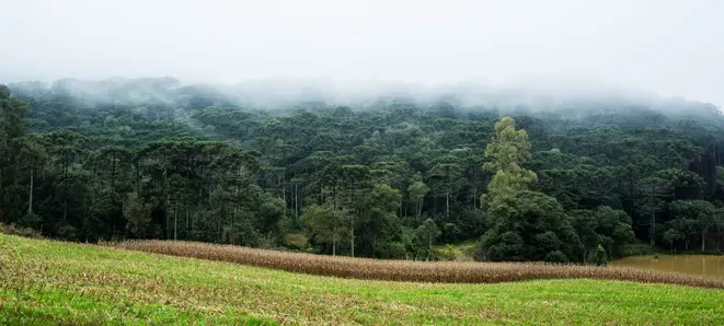 Floresta de pinheirais no Paraná. Foto: Brunno Covello/Gazeta do Povo