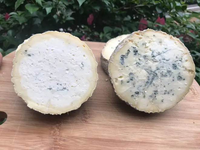 Queijos azuis da Bela Fazenda, feitos com kefir. O fungo Penicillium roqueforti, responsável pela coloração azulada e características desse tipo de queijo, está na colônia de microrganismos que é o kefir. Foto: Carolina Bittencourt/Divulgação